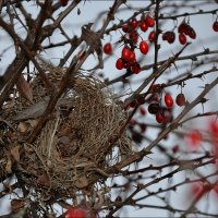 Новогоднее гнездо :: Сеня Белгородский