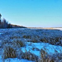 Ноябрь...Замерзшие травы в пойме протоки Чеускина. :: Владимир 