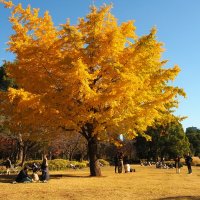 Золотые листья гинкго в парке Kitanomaru Токио :: wea *