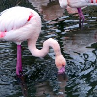 "Зимнее утро" Розовый фламинго птица... :: "The Natural World" Александер