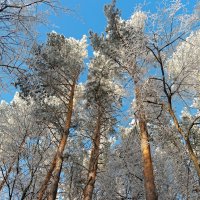 Хорошо в лесу декабрьском! :: Андрей Заломленков
