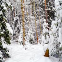 в зимнем лесу :: Ольга 