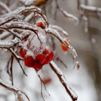Замёрзшие ягоды красной рябины :: Александр Синдерёв