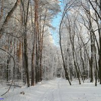 На прогулках в декабре.. :: Андрей Заломленков