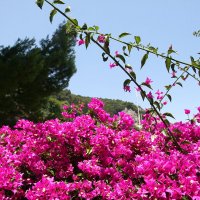 Средиземноморские цветы :: Лютый Дровосек