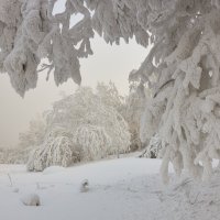 Морозные деревья :: Егор Камышов