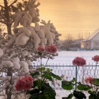 Розовое зимнее утро . :: Мила Бовкун