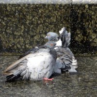 Из жизни голубей - купание в фонтане! :: Ирина Олехнович