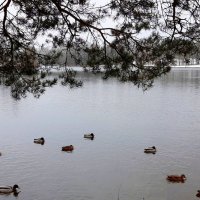 Царскосельские пейзажи :: Наталья Герасимова