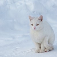 Зима, холода...))) :: Татьяна Семенова