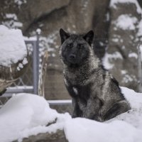 Мой зоопарк - Чёрный волк :: Владимир Максимов