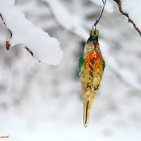 Птички предновогоднего леса.. :: Андрей Заломленков