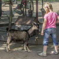 СПБ. Контактный зоосадик в Приморском парке Победы :: Стальбаум Юрий 