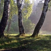 Утро в берёзовой роще..... :: Юрий Цыплятников