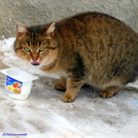 Не все йогурты одинаково полезны! :-) :: Андрей Заломленков