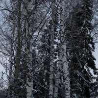 Зима. :: Радмир Арсеньев