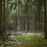 Первый снег в осеннем лесу :: Валерий Вождаев