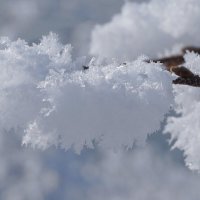 Снежинки :: Светлана Каруненко