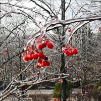 Зимняя вишня! :: Надежда 