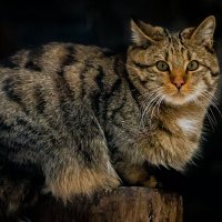 лесной кот :: аркадий 