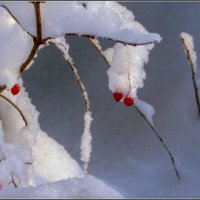 Сахарный снег :: Любовь Зинченко 