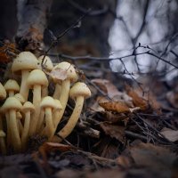 Осенние грибы :: Валерий Вождаев