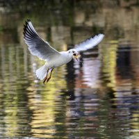 Озерная чайка. :: Alexander Amromin