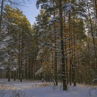 Прогулка по зимнему лесу :: Сергей Цветков