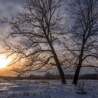 Зимнее солнце :: Наталья Димова