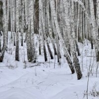 В зимнем лесу. :: Сергей Адигамов
