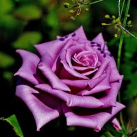 Самая красивая роза моего сада. :: Восковых Анна Васильевна 