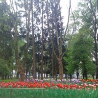 Тюльпаны и деревья :: Алиса Фадеева