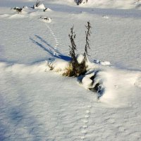 Декабрь...Полевка пробежала  по снегу! :: Владимир 