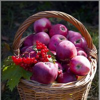 Корзина с яблоками и калиной. :: Александр Дмитриев