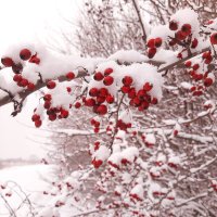 Природа под снегом 2 :: Юлия Закопайло