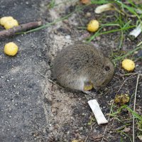 Глутамату натрия не только люди покоряются. На правах антирекламы. :: Алла Яшникова