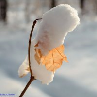 Про зимние этюды декабря.. :: Андрей Заломленков