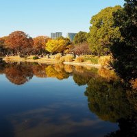 Декабрь в парке Kitanomaru koen Токио Япония :: wea *