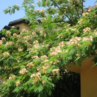 цветущие деревья июнь :: Елена Шаламова