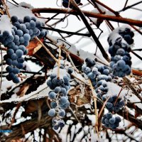 А подмороженный виноград ещё вкуснее. :: Восковых Анна Васильевна 