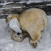 полярная медведица :: аркадий 