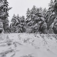 Зимний лес :: Денис Бочкарёв