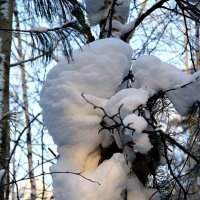 Снежный"зверь" на сосне! :: Владимир 