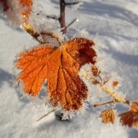 Зимний лист. :: nadyasilyuk Вознюк