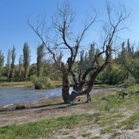 Старое  дерево :: Валентин Семчишин