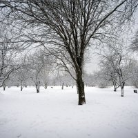 В зимнем парке... :: Сергей Кичигин