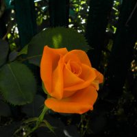 оранжевая роза :: Валентин Семчишин