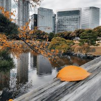 Осенний сад Hama-rikyū Gardens Токио Япония :: wea *