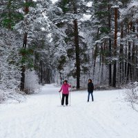 Хорошо зимой в лесу! :: Милешкин Владимир Алексеевич 
