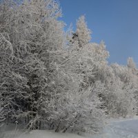 Зимний лес :: Ольга 
